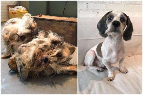 Эту бездомную, заросшую шерстью собаку подобрали на улице, и никто не мог определить её породу, пока не состригли всю шерсть (9 фото)