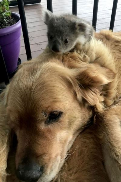Только в Австралии собака может принести своим хозяевам такой необычный сюрприз с прогулки! (6 фото)