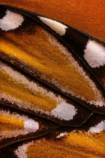 Крылья бабочек, сфотографированные с невероятно близкого расстояния (9 фото)