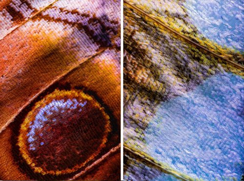 Крылья бабочек, сфотографированные с невероятно близкого расстояния (9 фото)